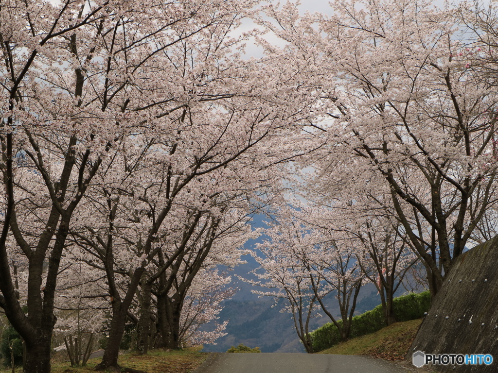 桜のトンネル
