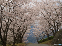 桜のトンネル