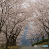 桜のトンネル