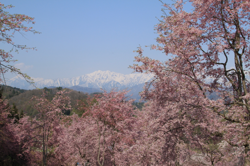 2014　桜と北アルプス（小川村より）
