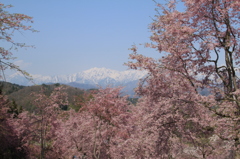 2014　桜と北アルプス（小川村より）