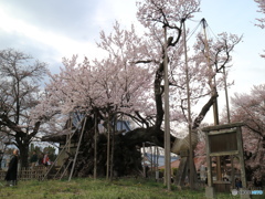 山梨 『山高神代桜』
