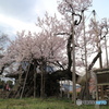 山梨 『山高神代桜』