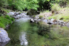 桐生梅田の清流4