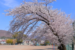 桐生北小の桜
