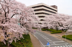 桐生市役所と桜