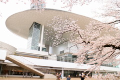 繭玉と桜