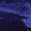 雪精霊