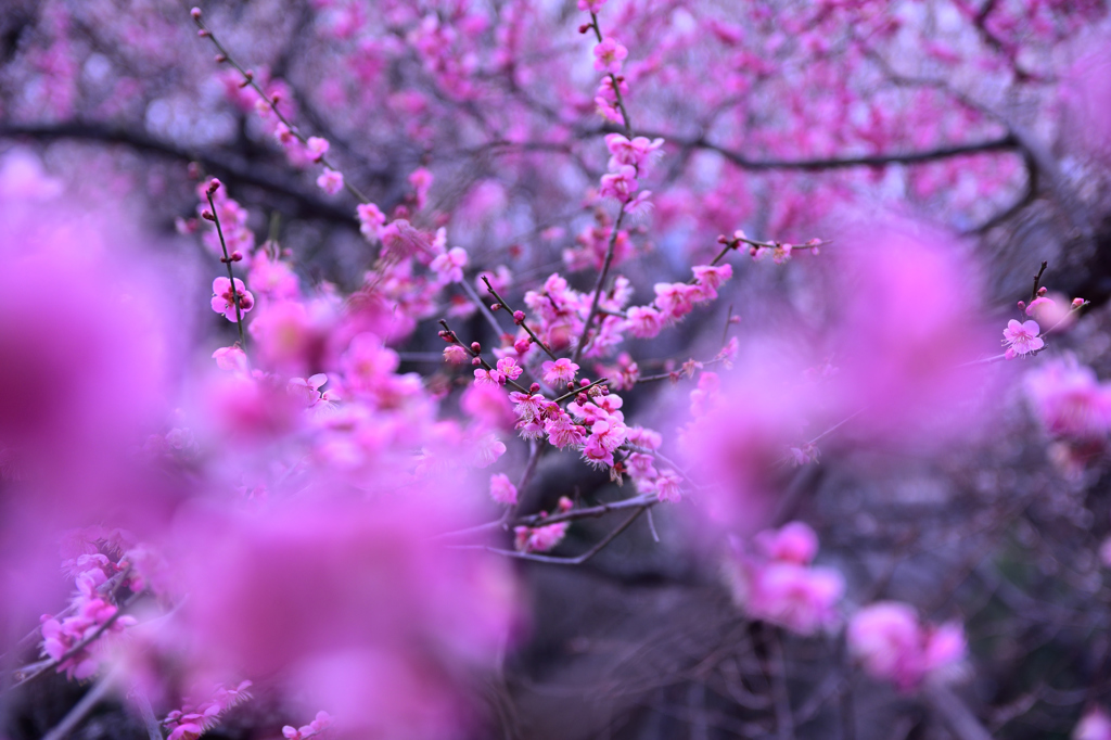 春の誘惑