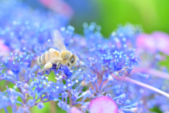 紫陽花の蜂蜜
