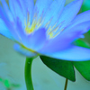 水の花