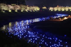夜桜流れ星！