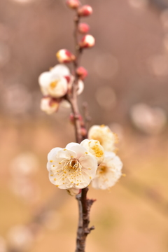 梅の花