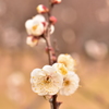 梅の花