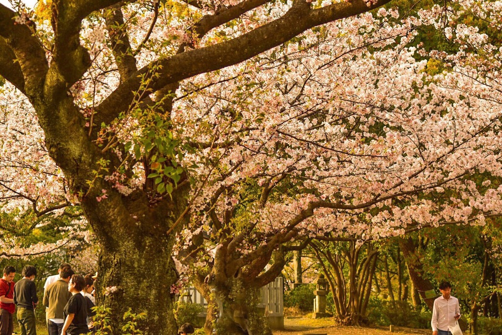 Hanami