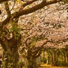 Hanami