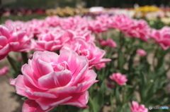 tulip