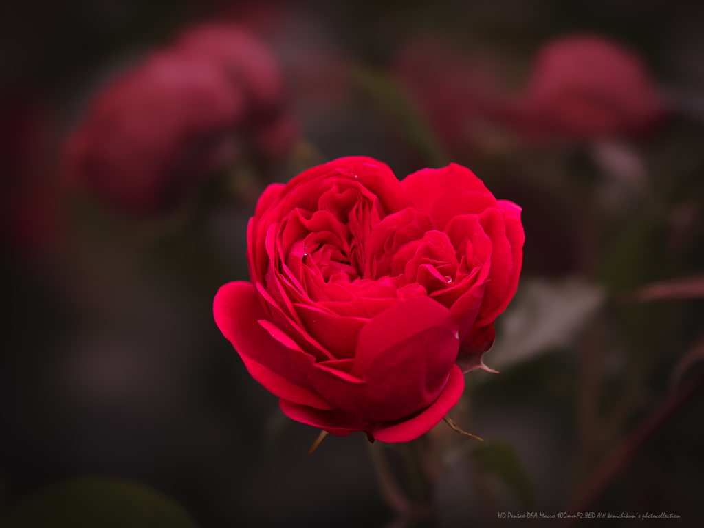 赤い薔薇の構図