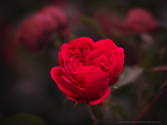 赤い薔薇の構図