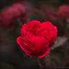 赤い薔薇の構図