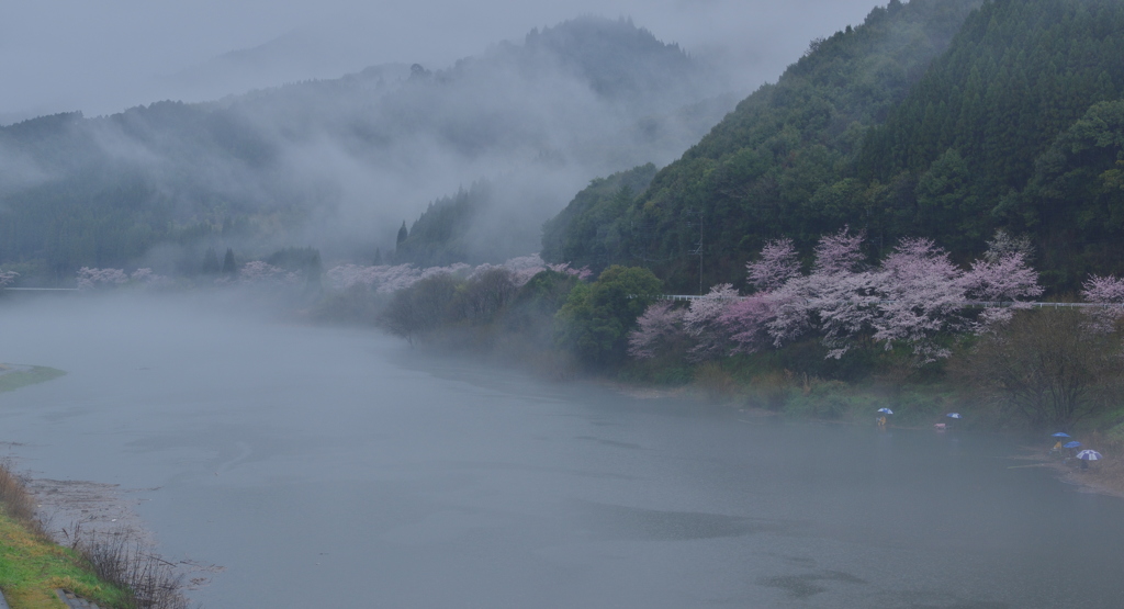 ダム湖の春