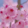 さくらピンク②