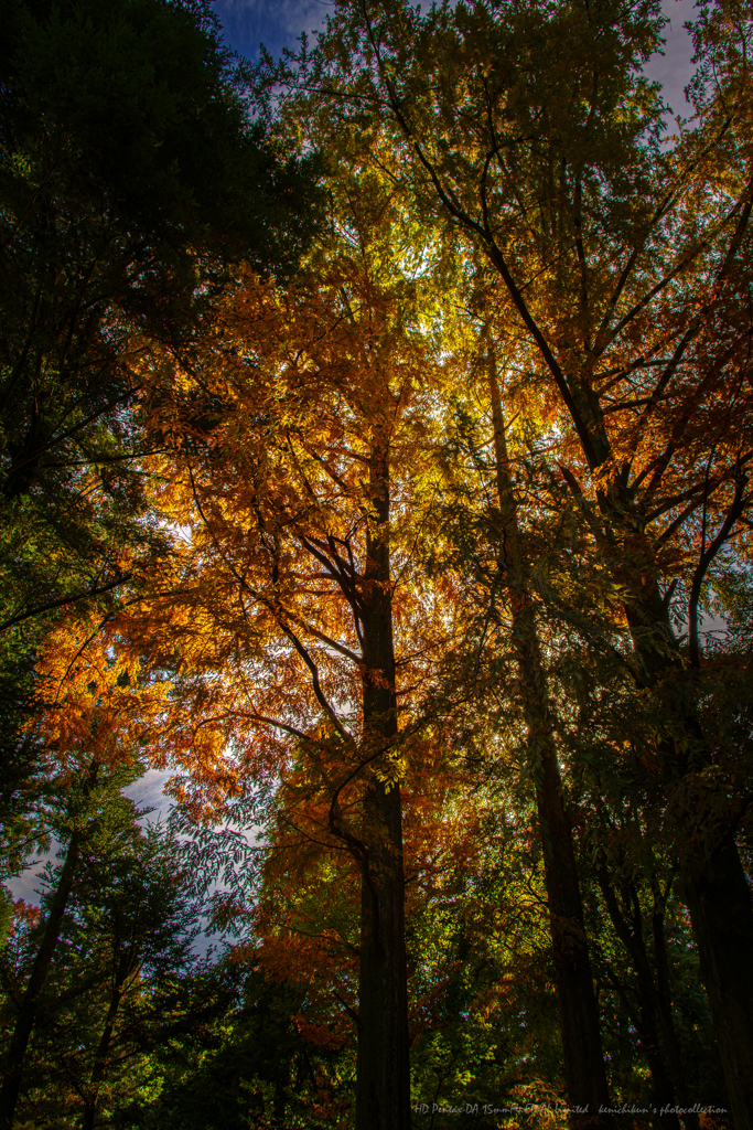 メタセコイアグラデーション