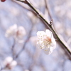 陽ざし