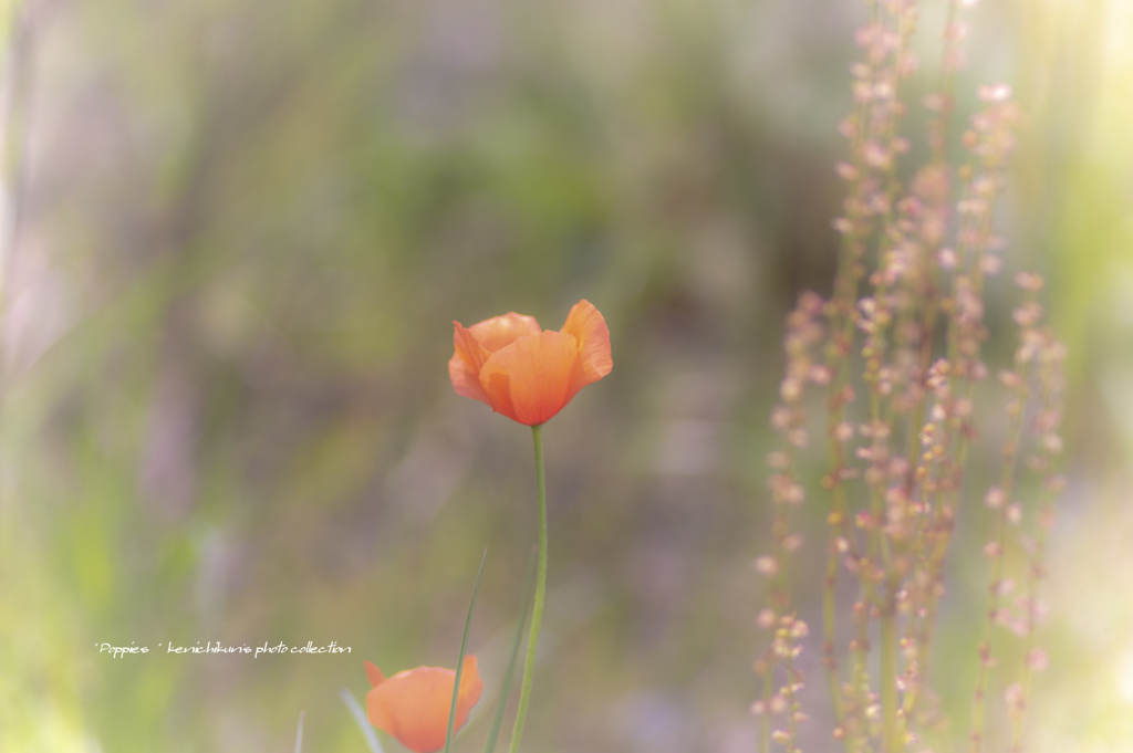 くるまにぽぴー！