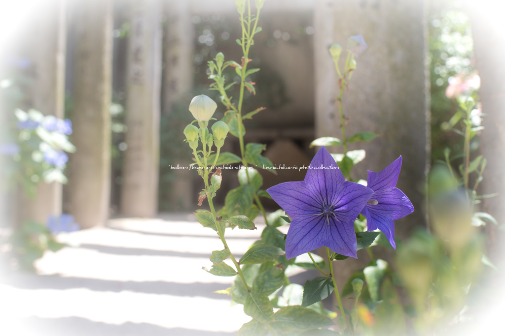 櫛田神社の桔梗