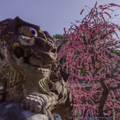 わお！咲いた！