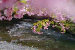 渓流桜