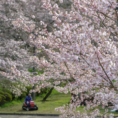 桜三月散歩道（弐）