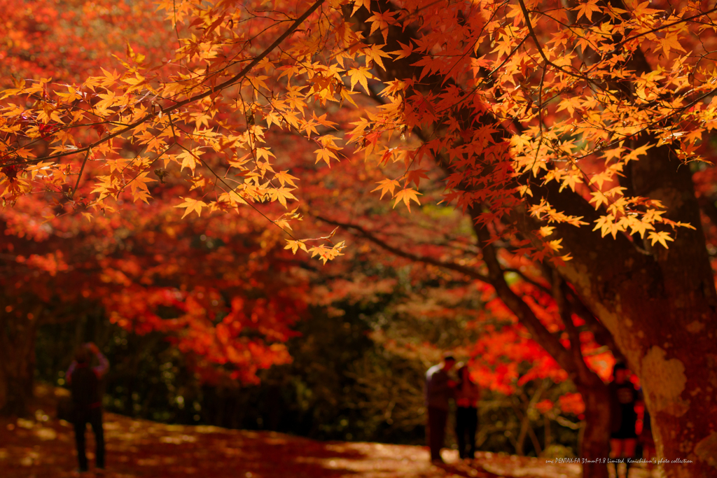 紅葉狩り
