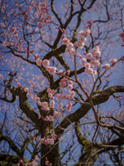 梅ピンク、枝振映ゆ、青き天