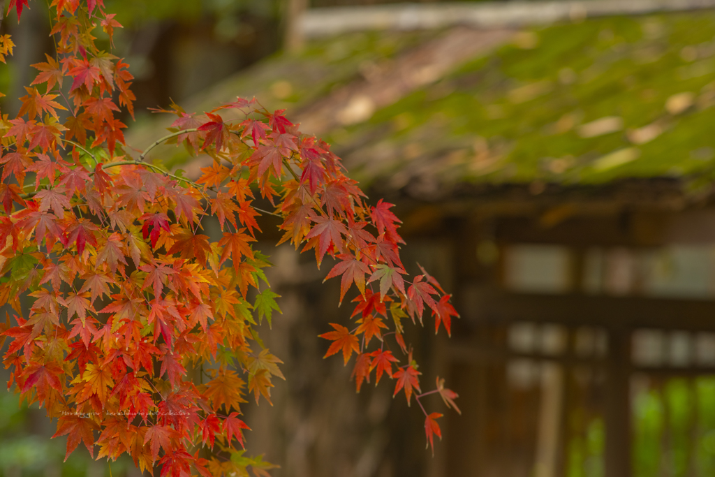 autumn Leaf