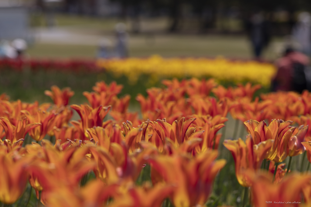 これはこれで春色