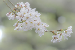 Spring has come !!