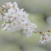 Spring has come !!