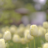 ホワイトチューリップ_