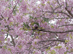 河津桜