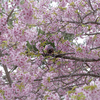 河津桜