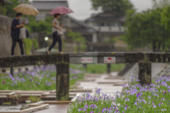 五月の雨