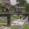 五月の雨
