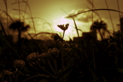 夕暮れ