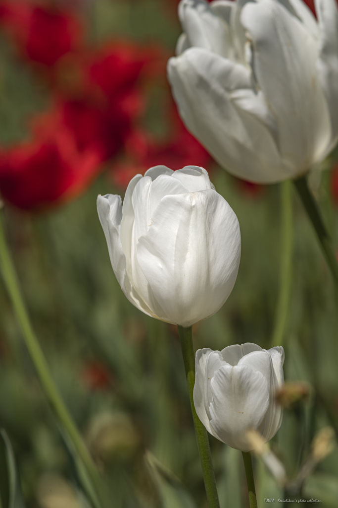 White Tulipa
