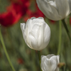White Tulipa