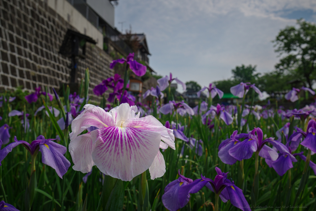 菖蒲の頃