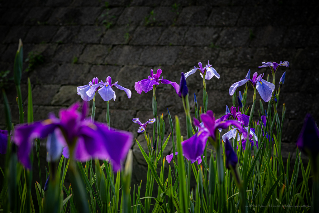 菖蒲_