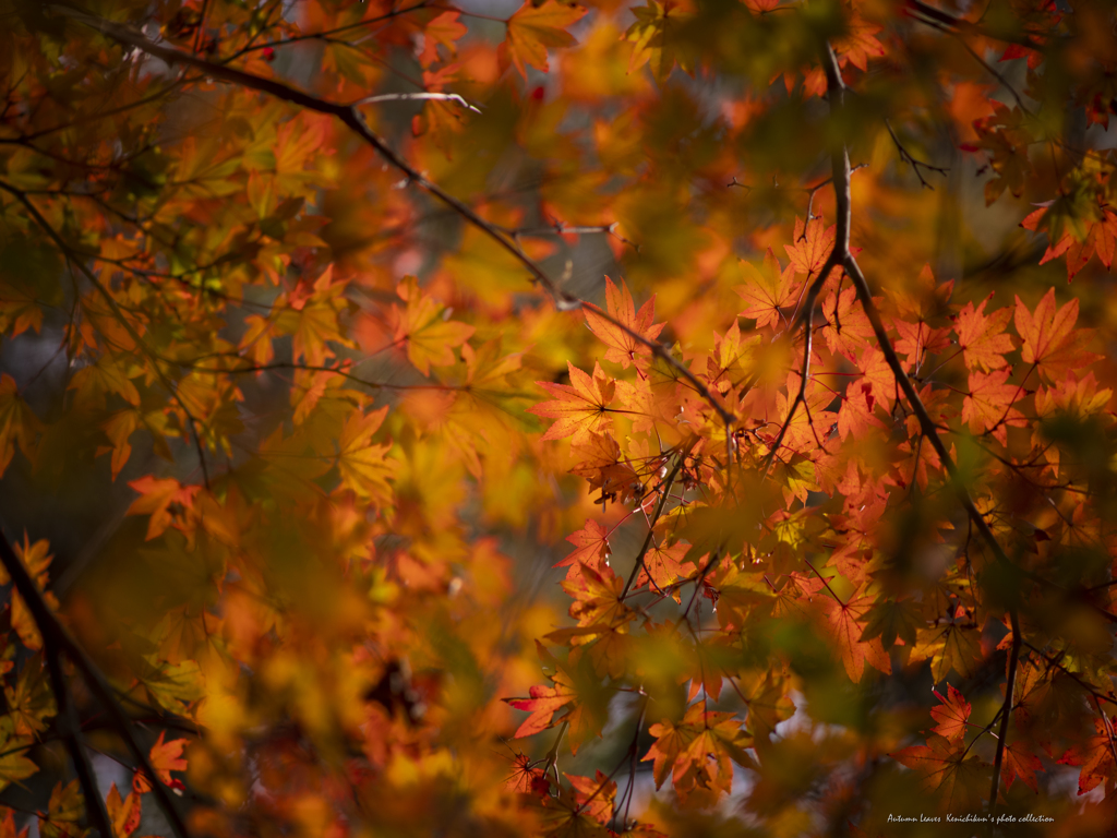 紅葉